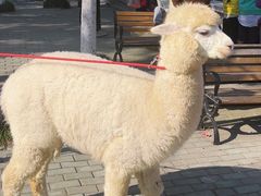 -J Create城市露营咖啡·简餐·宠物(上海动物园店)