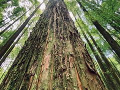 -武陵山森林公园