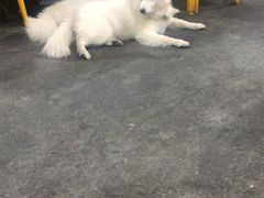 -顺德哥卜卜贝(旗舰店)