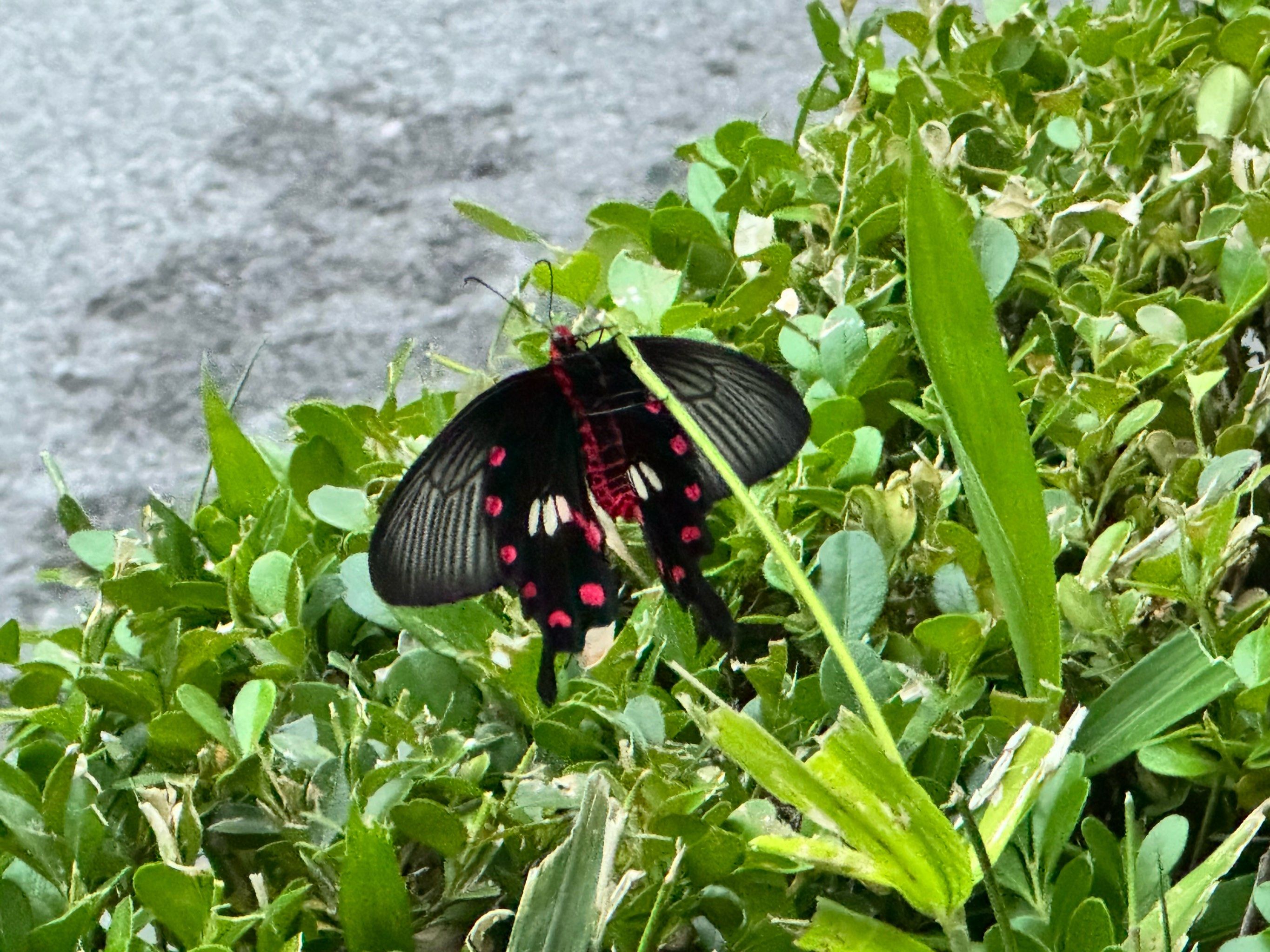 小区树丛里的蝴蝶#随手拍#万物皆有灵性请