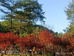 -广州市帽峰山景区