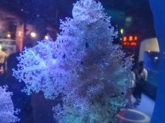 -太平洋海底世界