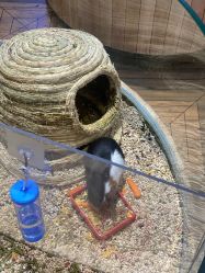 -卡通尼·Safari非洲探索乐园·生日会(金桥国际商业广场店)