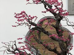 -无锡梅园公园