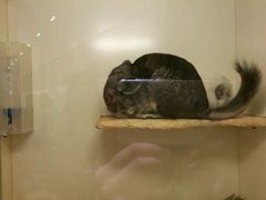 -龙猫仔乐园(惠福东路店)