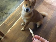 -萌喵宠狗爱心宠咖