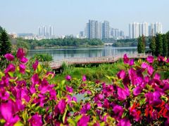 -广东花都湖国家湿地公园