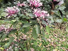 -海南热带野生动植物园