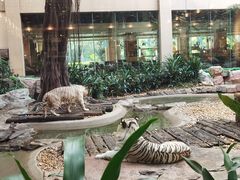-白虎自助餐厅·真老虎·景观自助餐厅(广州长隆酒店)