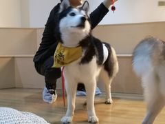 -Husky Go! 哈士奇体验馆·宠物咖啡厅狗咖