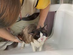 -十年猫舍·猫咪专门店(普陀店)