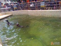 海豹-绿色时代大酒店