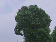 -山明水秀大饭店