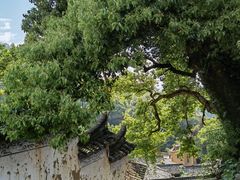 -杨家堂村
