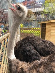 -萌宠亲子动物乐园(槐房万达店)