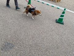 -名古屋城