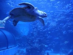 -左海海底世界