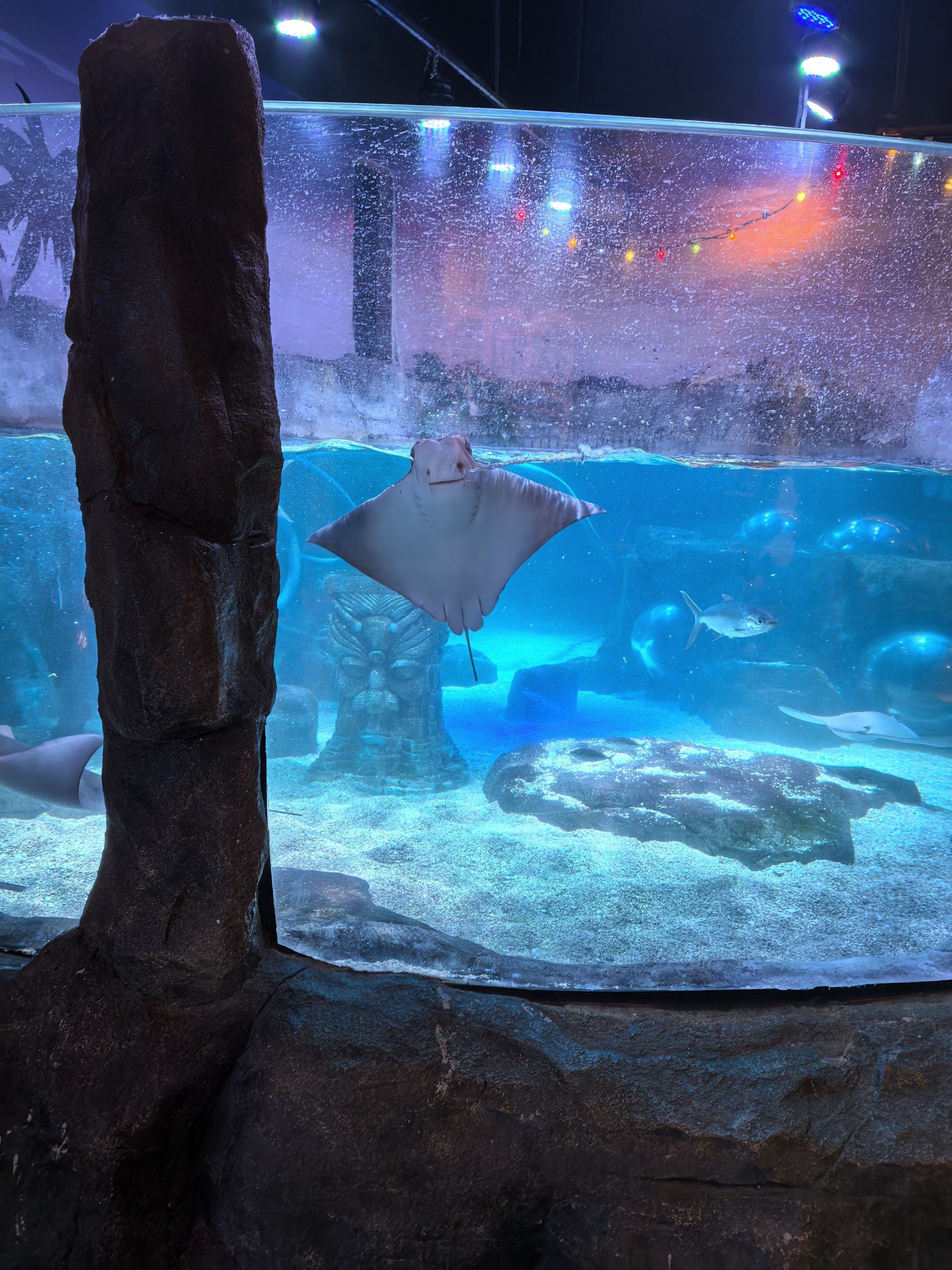 n从海洋馆出来差不多鳐鱼湾也开了~其实里面挺小的,有一个儿童乐园