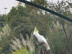 -中国扬子鳄村