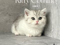 -小猫来了·猫舍(红山六九七九店)