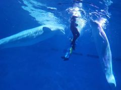 -芜湖新华联大白鲸海洋公园