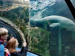 -悉尼海洋生物水族馆