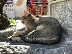 -喵屿·大理花园猫咖