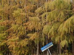 -上海海湾国家森林公园