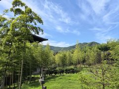 -大唐贡茶院