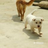 小白和妈咪，两个月大的小奶狗，圆滚滚地身子