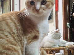 -博特宠物医院24h犬猫全科.骨科·异宠