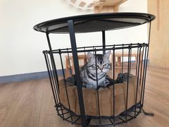 -猫的茶·猫咖