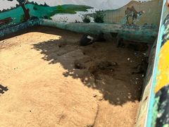 -西霞口神雕山野生动物世界