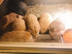 -more than meow吴止猫主题餐厅(承德 中船汇店)