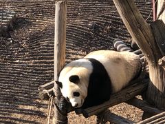 -沈阳森林动物园
