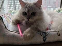 -猫大福·Fortune Cat猫舍(百子湾店)