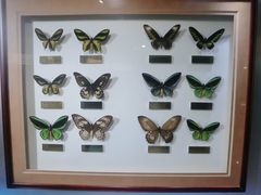 -上海昆虫博物馆