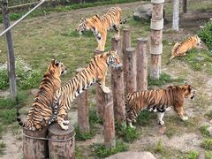 -上海野生动物园老虎餐厅