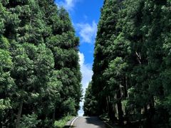 -武陵山森林公园