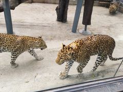 -深圳野生动物园