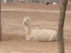 -石家庄市动物园