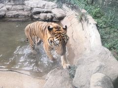 -深圳野生动物园