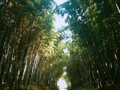 -同里国家湿地公园
