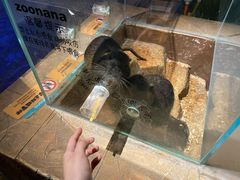 -zoonana室内动物园(东方福来德店)
