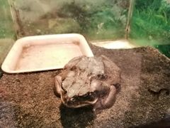 -上海大自然野生昆虫馆(东方明珠·爬宠昆虫探索中心)