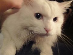 -Babycat私家御饼屋(龙头路一店)