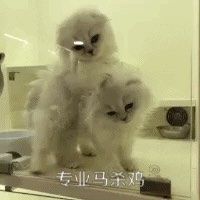 -十年猫舍·猫咪专门店(普陀店)