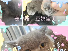-宠小格时尚宠物生活馆(唐镇店)