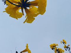 -天适樱花悠乐园