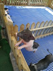 -萌宠亲子动物乐园(槐房万达店)